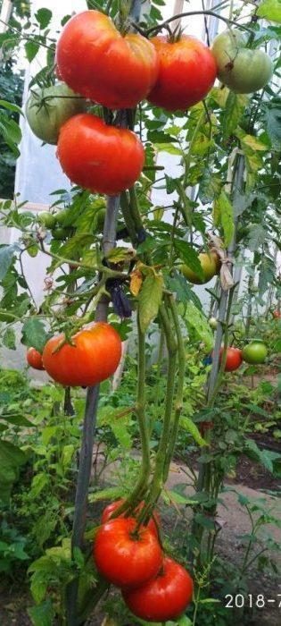 „„SPRINT TIMER -(DAKOTA DE NORD) - imagine 9