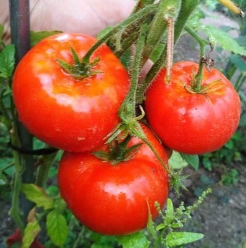 „„SPRINT TIMER -(DAKOTA DE NORD) - imagine 3