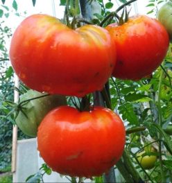 „„SPRINT TIMER  -(DAKOTA DE NORD)