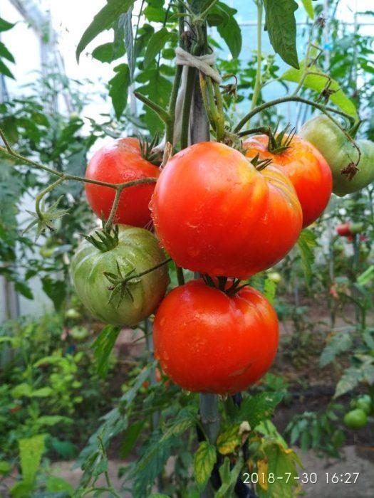 „„SPRINT TIMER -(DAKOTA DE NORD) - imagine 2