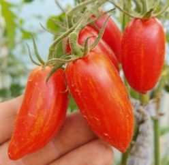 „„SWEET CASADY (15s)