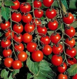 SWEET MILLION F1 (25s)