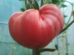 SWEET HEART (INIMA DULCE)