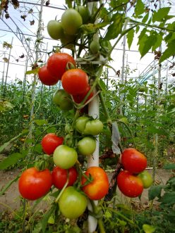 .JUBILEU /Yubileynyi Tarasenko (30s)