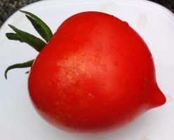 COPACUL DE TOMATE-TSIFOMANDRA