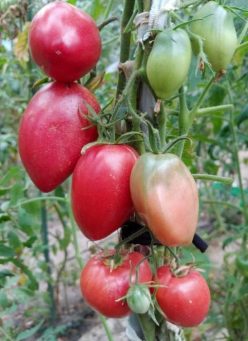 .UNCHIUL STEPA-Ucraina