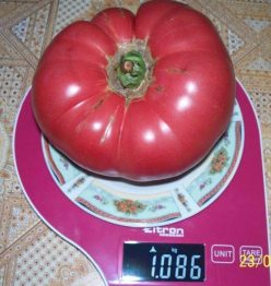 „„URIASE ROZ DE BĂLENI (15s)