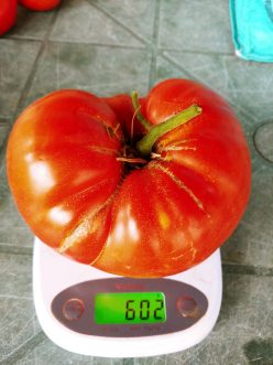 „„URIASE SÂRBESTI (de BĂLENI -SÂRBI)