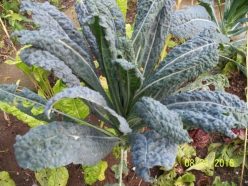 „VARZĂ KALE NERO DI TOSCANA