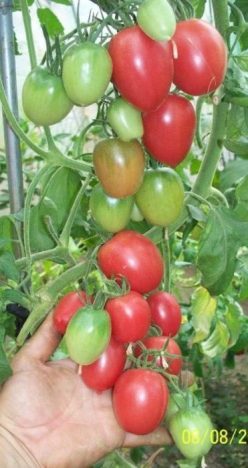 „„PRUNISOARE VIDRA (ILFOV)