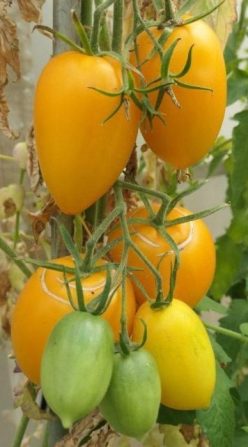 .YELLOW PEPPER (ARDEIUL GALBEN) 60S (G. 50%)