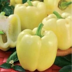 „„ARDEI GRAS BARBARA