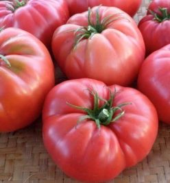 „„RUSSIAN ROSA GIANT (30s)