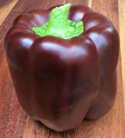 ARDEI GRAS SWEET CHOCOLATE (Agrosem)