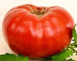 „„ANDREW RAHART'S JUMBO RED