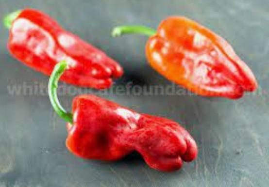 Ardei usor iute PADRON (30s) - imagine 2