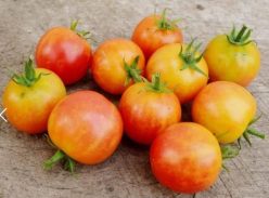 CHERRY BI-COLOR (OFERTA 100S)