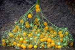 „BLONDKOPFCHEN CHERRY/KIS SZŐKE FEJ CHERRY