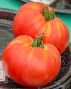 BRANDYWINE-LANDIS VALLEY STRAIN (RED)