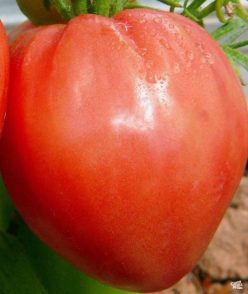 INIMĂ DE TAUR / BULL'S HEART