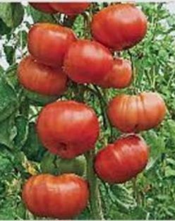 _BURGEES CLIMBING 20s