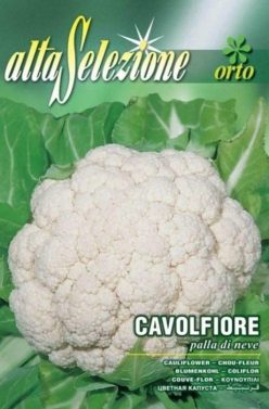 „„Conopidă PALLA DI NEVE