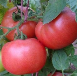 „„DIMEROSA F1-Enza Zaden (100s)