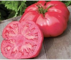 „„FUJI PINK F1 (Sakata Vegetable) 25s