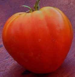 GERMAN RED STRAWBERRY