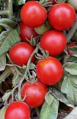 GLACIER (si de ghiveci) (100S)