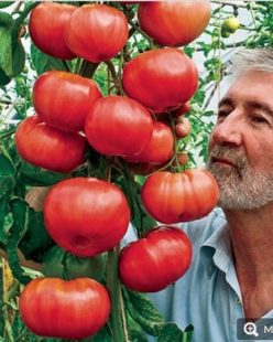 ITALIAN TREE (COPACUL ITALIAN)