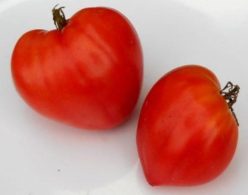 „„JAPANESE OXHEART/INIMĂ DE BOU JAPONEZĂ