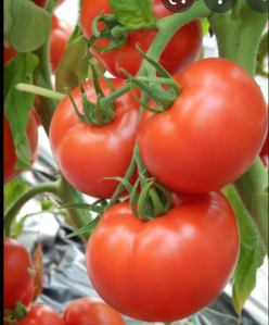 „„KIVELI F1-Seminis (25s)