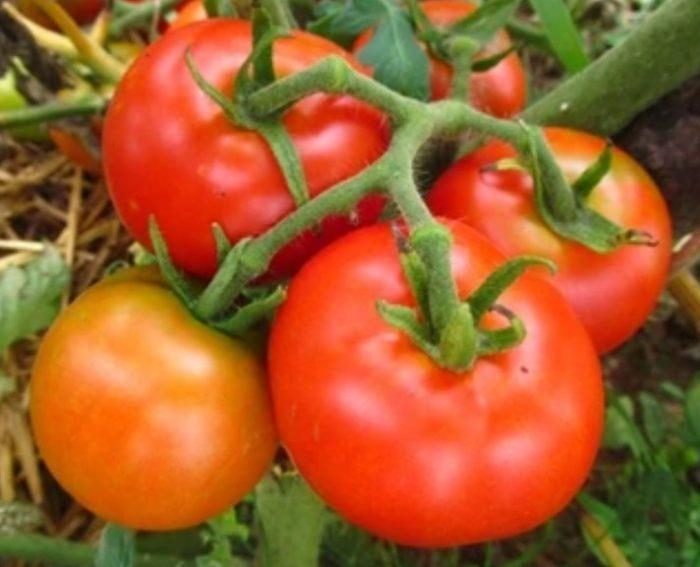 MANAPAL 40s - imagine 5