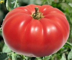 MARIANNA'S PEACE (Giant)