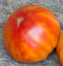 MARVEL STRIPES (Giant bicolor)