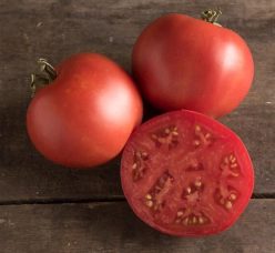 MOSKVITCH (Oferta 100s)