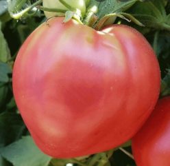 INIMĂ DE BOU PINK OXHEART (Giant) SUA