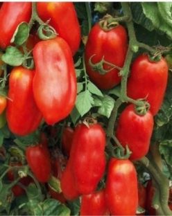 SAN MARZANO- Italia (G.80%) 25s