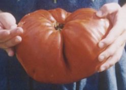 _SICILIAN SAUCER(GIANT) / PIATTINO SICILIANO (GIGANTE)