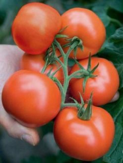 .SALONIC / THESSALONIKI /GRECO THESSALONIKI (OFERTA 100S)