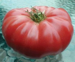 WATERMELON BEEFSTEAK (Giant)