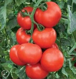 . TOMATE HIBRID