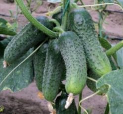 Castraveti KARAOKE RZ F1