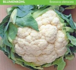 „Conopidă AUTUMN GIANT 2