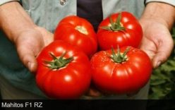 MAHITOS RZ F1 -RIJK ZWAAN(25s)