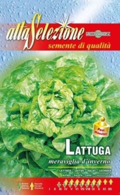 „SALATĂ Meraviglia D'Inverno