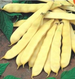 „Fasole oloagă lată PLADOR (80s)