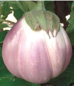 .VINETE  ALB-ROZ ROTONDA BIANCA SFUMATA DI ROSA (FRATELLI INGEGNOLI)