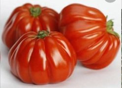 RUGANTINO RZ F1-RIJK ZWAAN